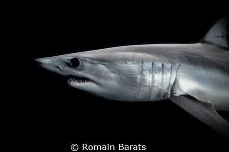 A mako shark with its copper tone by Romain Barats 