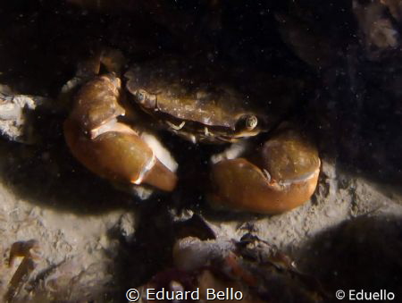 Penseelkrab, hemigrabsus takanoi. Common in the dutch wat... by Eduard Bello 