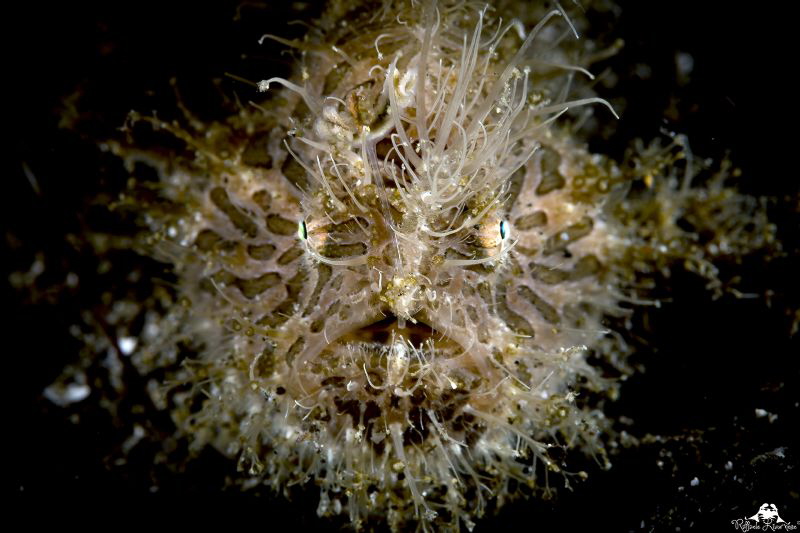 Hairy frogfish by Raffaele Livornese 