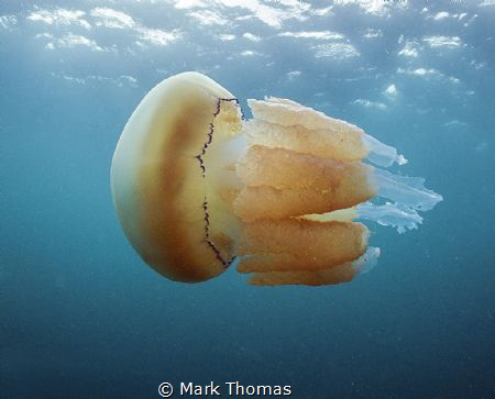 Barrel jellyfish.
Cornwall by Mark Thomas 