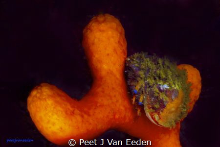 Blue-striped Hermit Crab and its camouflage by Peet J Van Eeden 