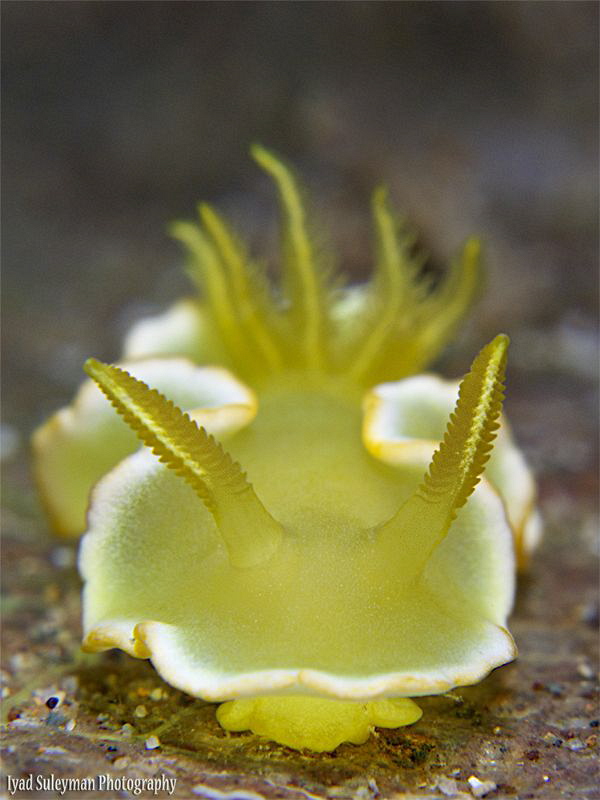 Noumea Crocea by Iyad Suleyman 