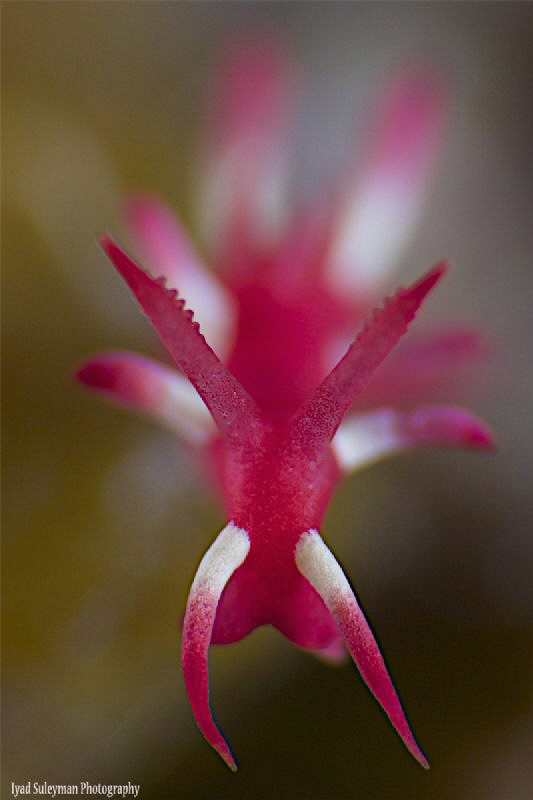 Nudibranch(Okenia nakamotoensis) by Iyad Suleyman 
