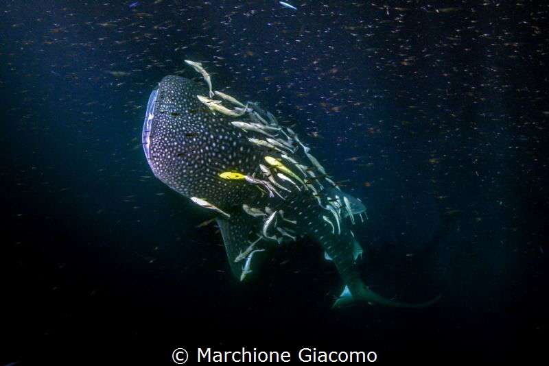 Whale shark and remores. Natural light
Maldives : Huvadh... by Marchione Giacomo 