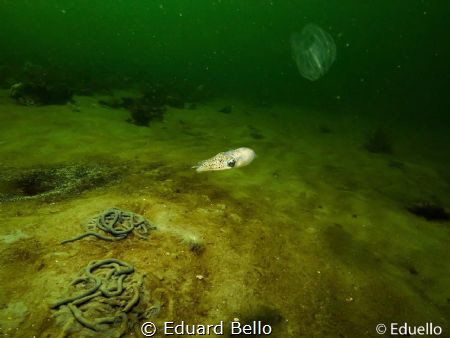 During a contest dive, nearby shore side by Eduard Bello 