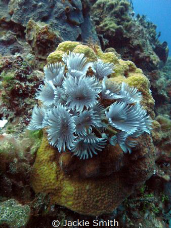 Social Feather Duster 
Bispira brunnea by Jackie Smith 