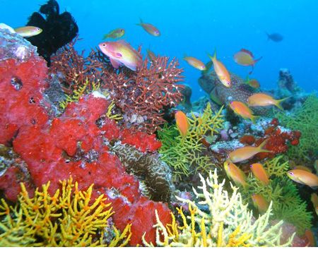 This was a coral block on Muthafushi Tila taken with an O... by Anna Wright 