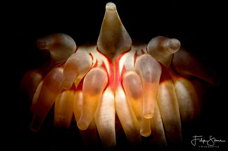 Close up of a Dahlia anemone (Urticina felina), Zeeland, ... by Filip Staes 