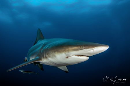 black tip shark , South Africa Umkomaas by Claude Lespagne 