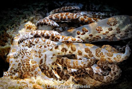 solar-powered nudibranch 
(Phyllodesmium longicirrum)
S... by Lars Oliver Michaelis 