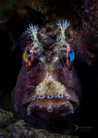Blenny bloke. by Dave Johnson 