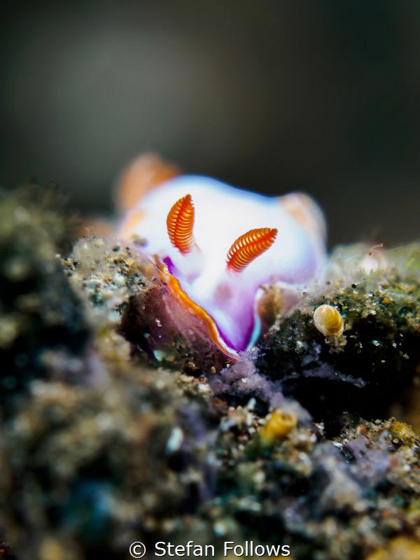The Wanderer 

Nudibranch - ID Please

Padagbai, Bali... by Stefan Follows 