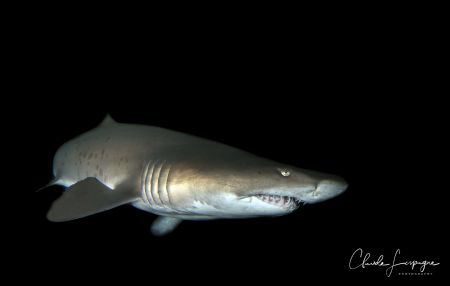 Carcharias taurus by Claude Lespagne 