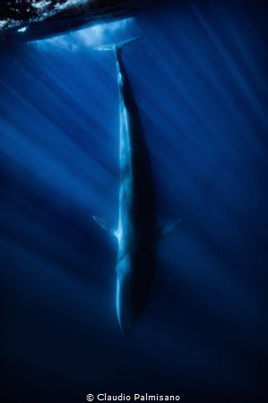 fin whale submerging near lampedusa island by Claudio Palmisano 