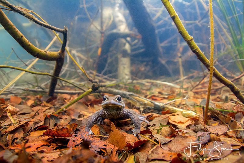 "The first one", Common toad, Turnhout, Belgium. by Filip Staes 