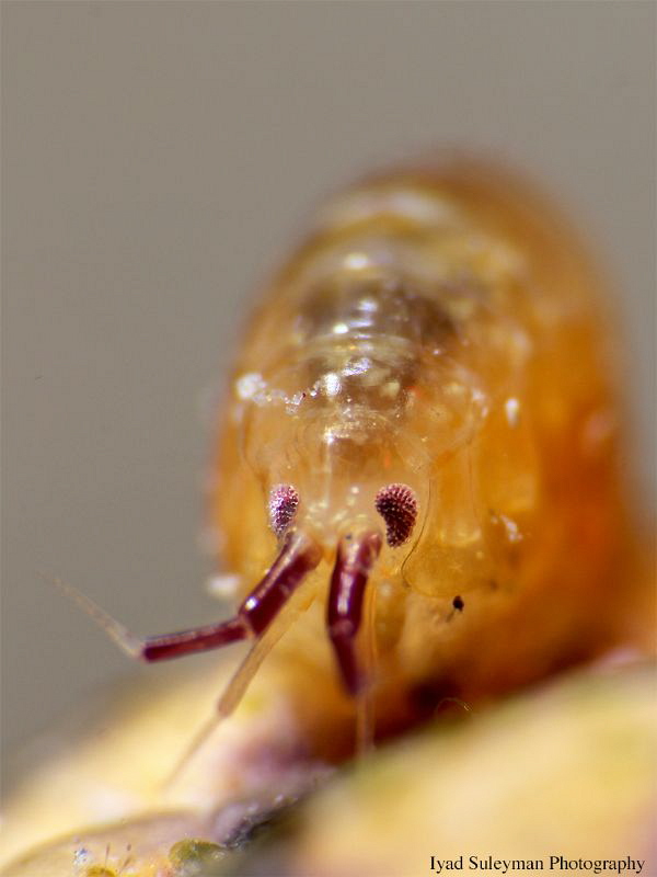 Crustacea: Amphipoda. Size of this tiny creature is appro... by Iyad Suleyman 