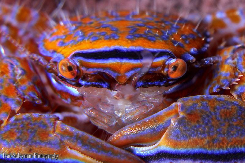 Crab by Iyad Suleyman 