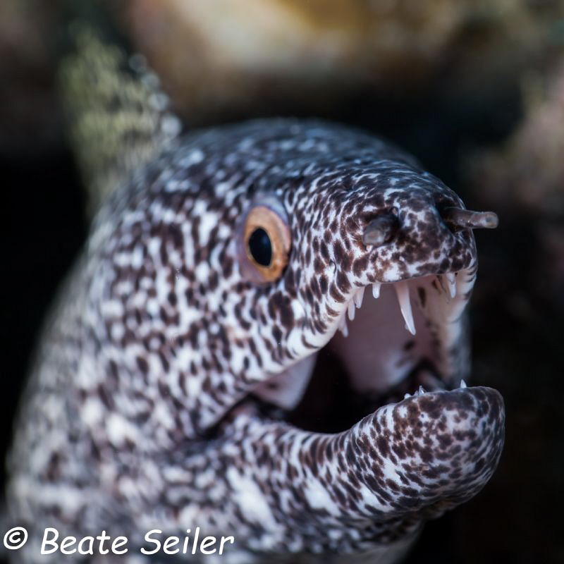 Hi Moray ! by Beate Seiler 