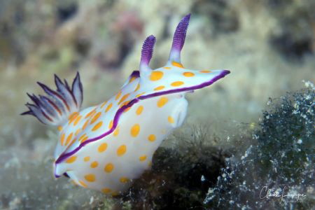 Nudibranchia , Red Sea by Claude Lespagne 