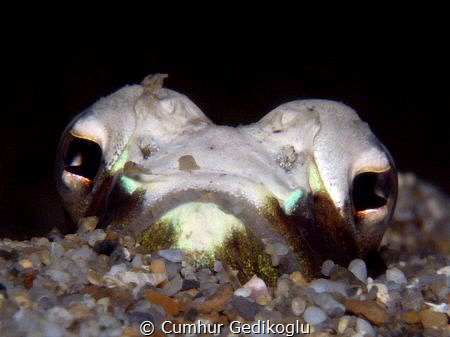 Trachinus radiatus
Hidden face by Cumhur Gedikoglu 