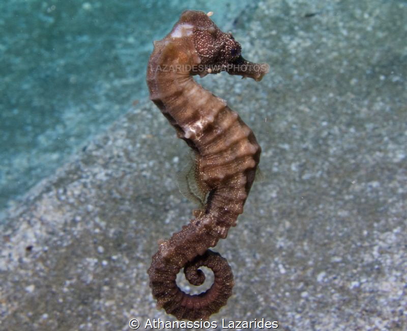 Hippocampus fuscus by Athanassios Lazarides 