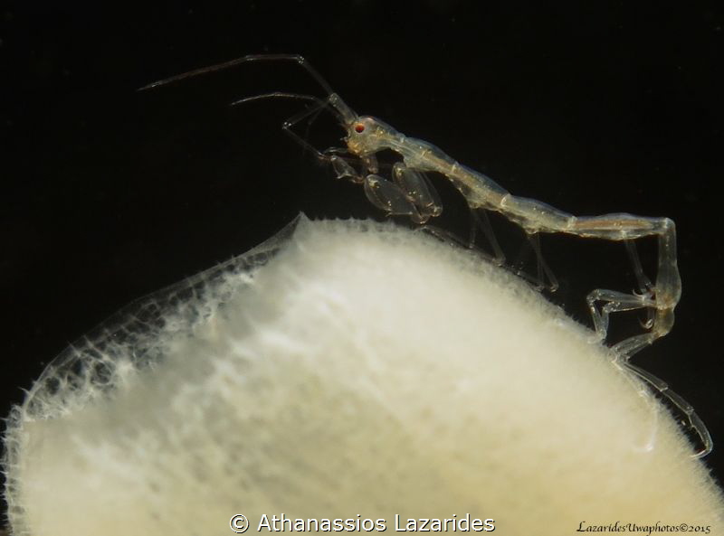 Caprella spp by Athanassios Lazarides 