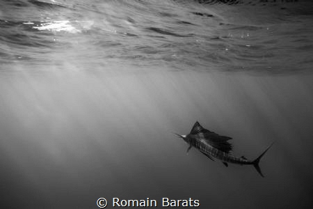 a stripped marlin by Romain Barats 