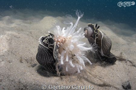 Arminas devouring a sea-pen by Gaetano Gargiulo 