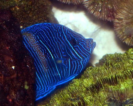Maculosus Angelfish. canon digital rebel by Michael Canzoniero 