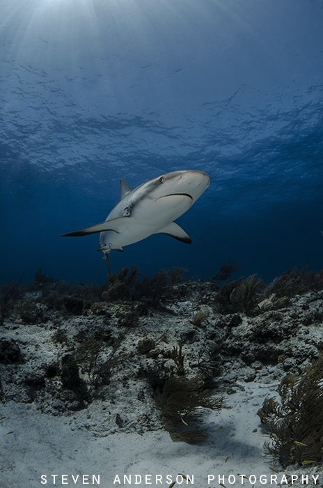 Clear water and healthy reefs make the waters of the Baha... by Steven Anderson 