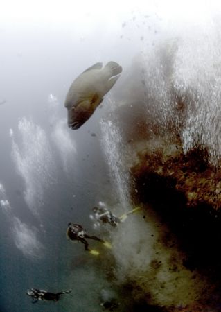 Napoleon and 3 divers. Maldives 2006. Nikkor 12-24mm by Chris Wildblood 