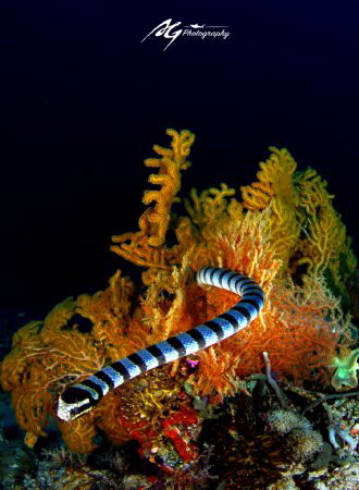 snake cross sea fan by Ag Hu 