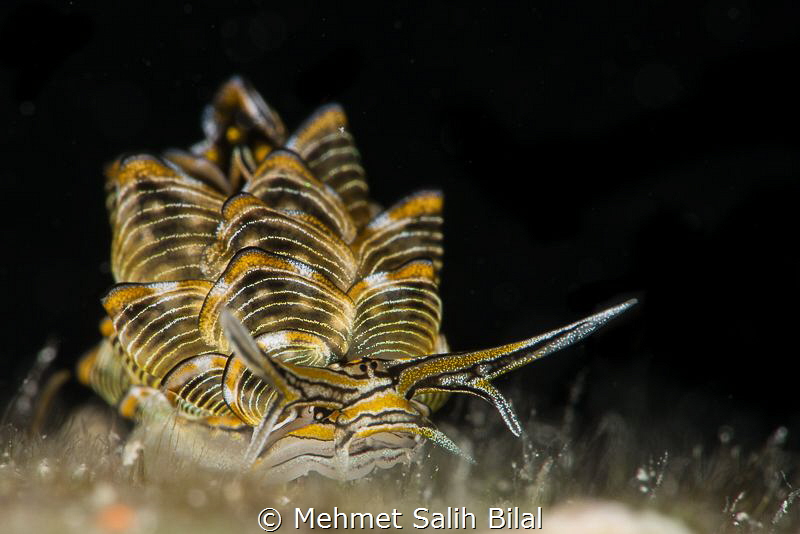 Cyerce nigra with black background. by Mehmet Salih Bilal 