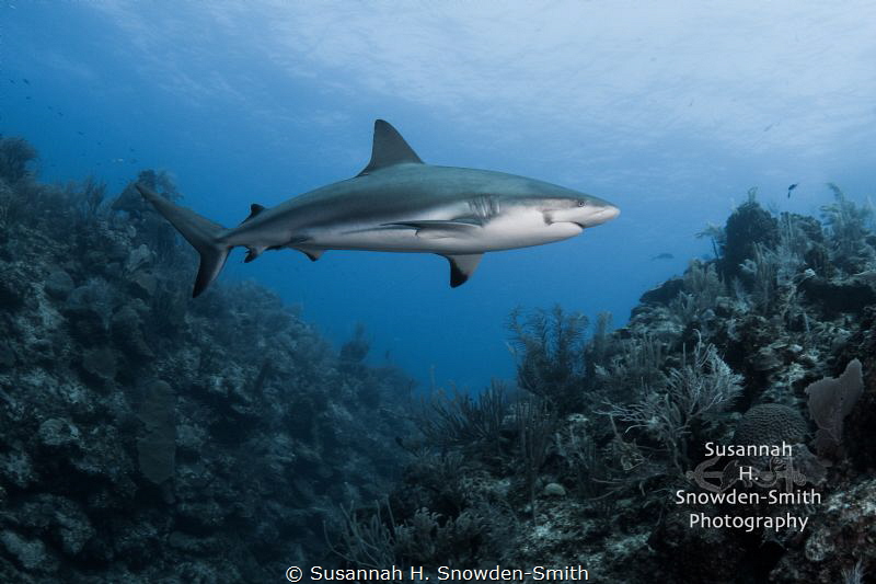 "Diorama" 
A Caribbean reef shark cruises the deep wall.... by Susannah H. Snowden-Smith 