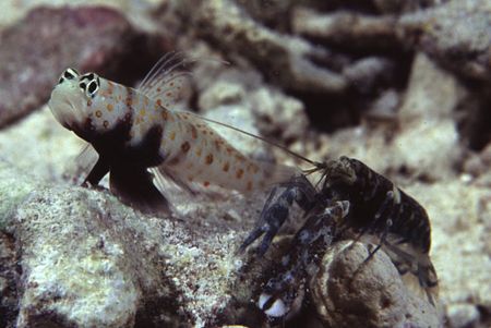 An efficient symbiosis - the blind but hard working Alphe... by Richard Smith 