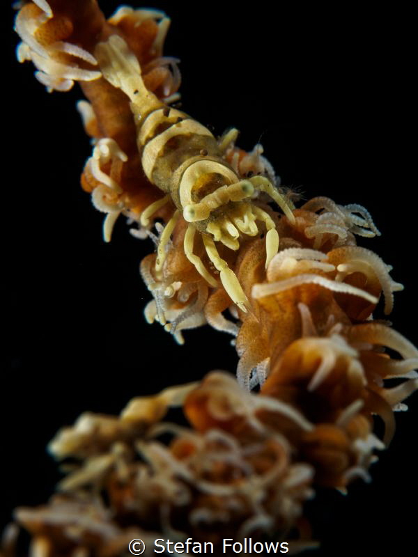 Not all that glitters ...

Wire Coral Shrimp - Pontonid... by Stefan Follows 