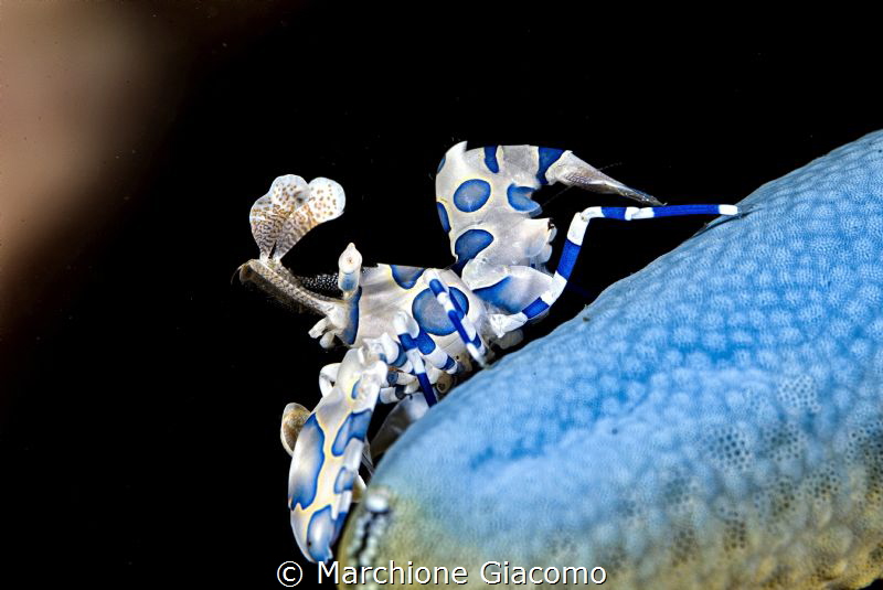 Lembeh strait . Hymenoceria picta 
Nikon D800E , 105 mac... by Marchione Giacomo 