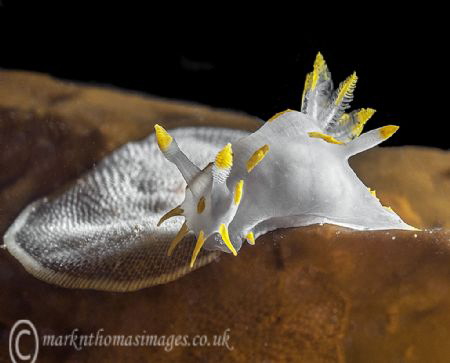Polycera faroensis - feeding on bryozoan. by Mark Thomas 