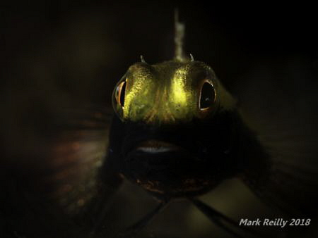 a black mouthed blenny at the Busselton jetty by Mark Reilly 