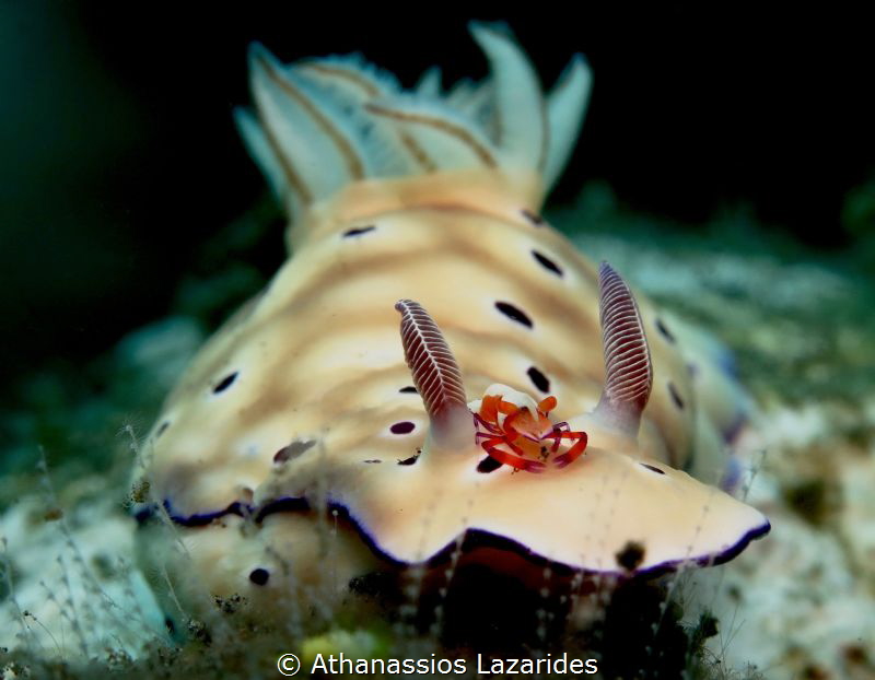 Hypselodoris Tryoni with Zenopontonia rex by Athanassios Lazarides 