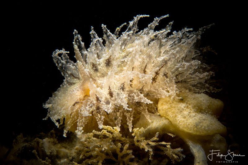 Janolus hyalinus, Zeeland, The Netherlands. by Filip Staes 