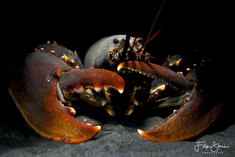 European lobster or common lobster (Homarus gammarus), Ze... by Filip Staes 