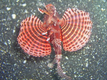 "Hypnotic" This small Lion Fish swam underneath me at a r... by Damien Preston 