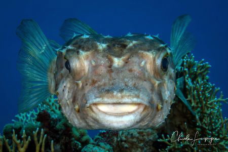 Helloooo by Claude Lespagne 