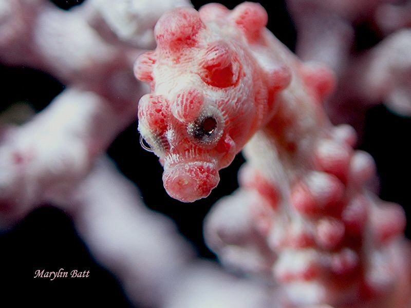 Bargibanti Sea horse close up. by Marylin Batt 