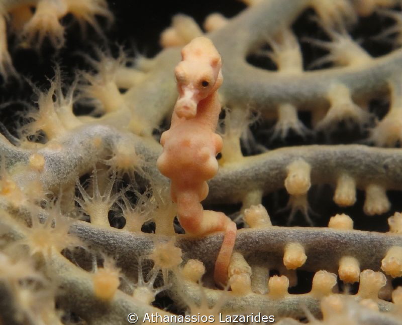 Pigmy sea-horse by Athanassios Lazarides 