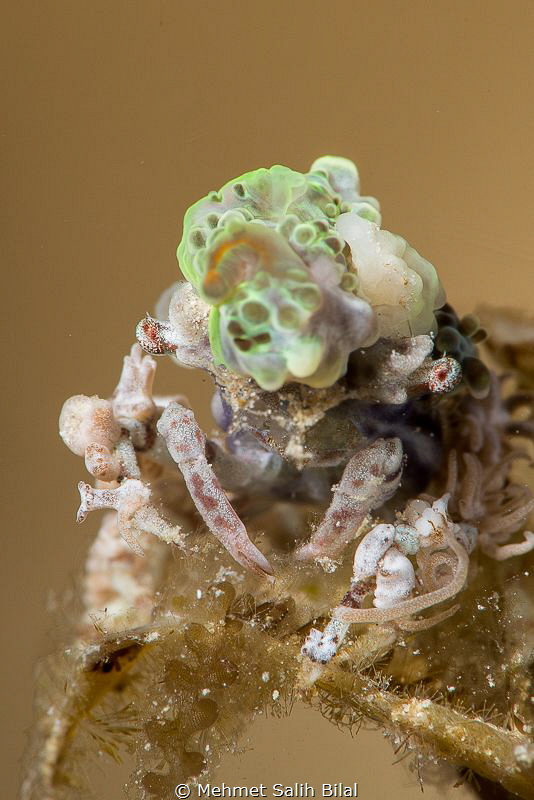 Small decorator crab. by Mehmet Salih Bilal 