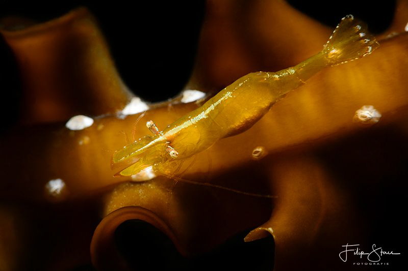 Chameleon prawn(Hippolyte varians), Zeeland, The Netherla... by Filip Staes 