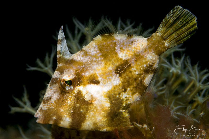 Juvenile Bristle-tail filefish (Acreichthys tomentosus), ... by Filip Staes 