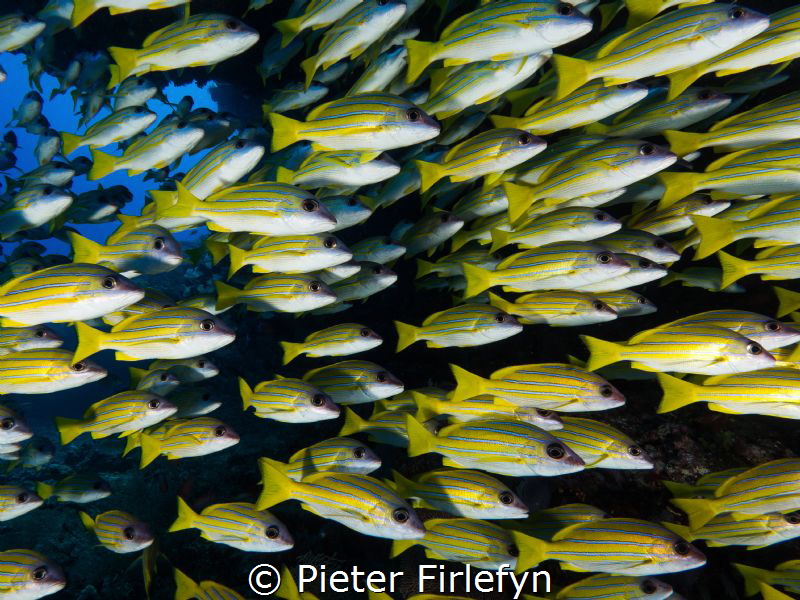 Shoal of Bluestriped Snapper by Pieter Firlefyn 